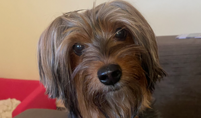 Ajude na cirurgia da Amora