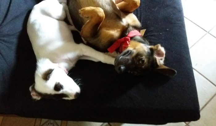 Ajuda para levar minhas filhas peluda para salvador, não quero deixa las.