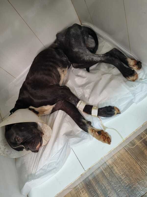 Boxer doente 