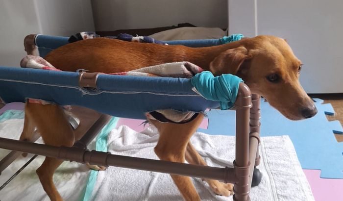 AJUDE A FISIOTERAPIA DA DIRCE