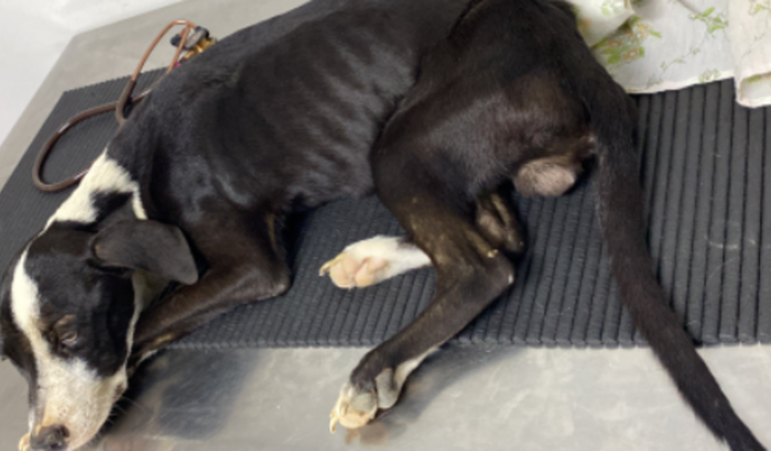 Internações e transfusão de sangue para cachorro abandonado e atropelado