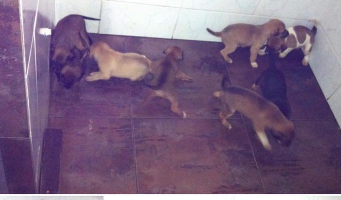 Ação solidaria para animais de rua 