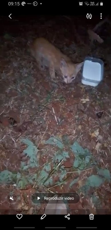 Gatinho machucado 