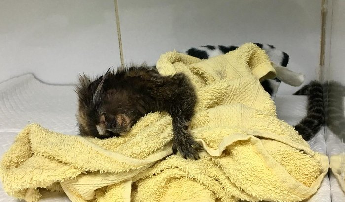 Campanha para salvar Lucy, a sagui resgatada