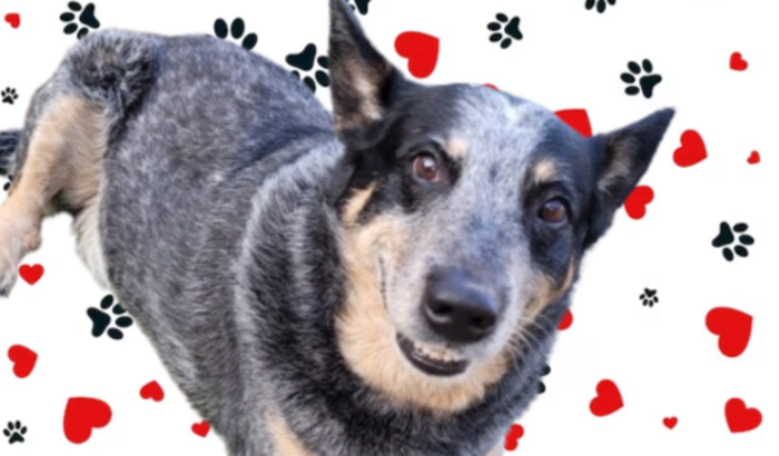 Vakinha solidária do Killer