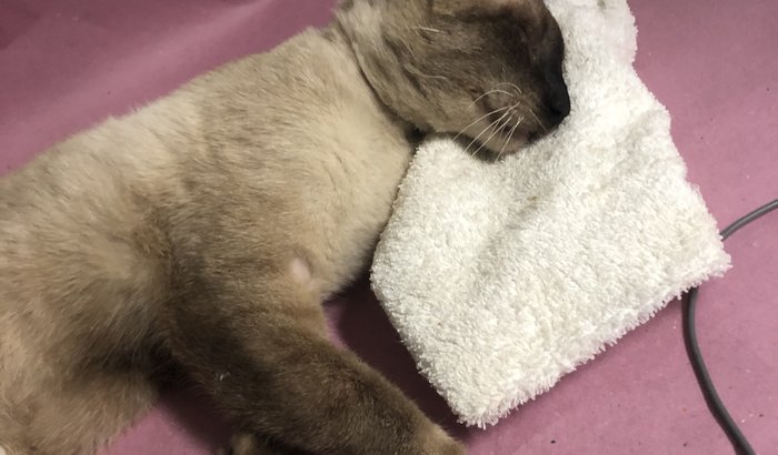 Vakinha para o tratamento do gatinho Gael