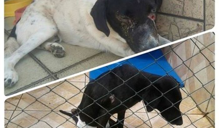 Ajude dois animais encontrados na rua (Billy e Astrogildo)