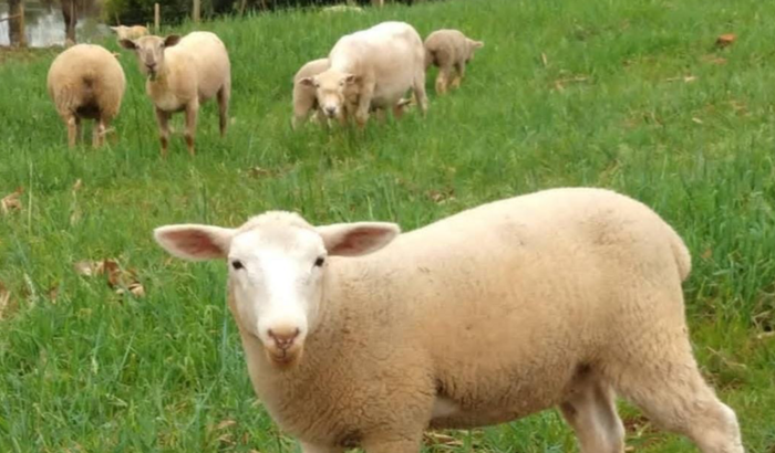 Me ajude a não perder o meu sustento!!!