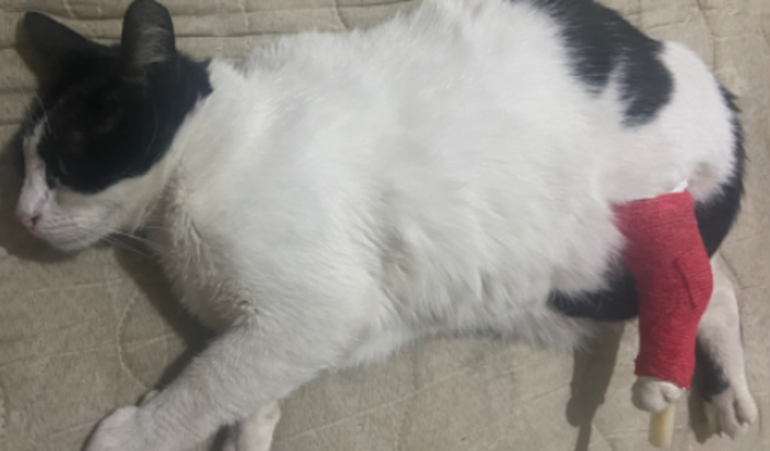 Cirurgia para minha gata 