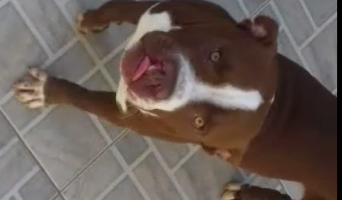 Me ajudem a adotar um doguinho!