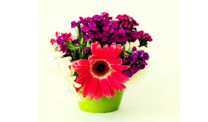 Ajuda para montar uma barraca de vendas de plantas pequenas.