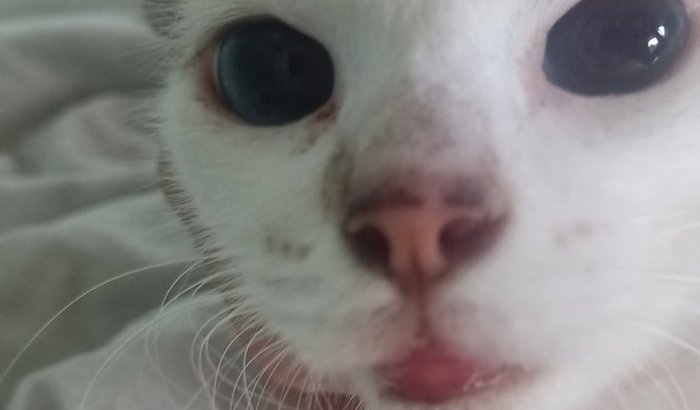 Ajude-me a cuidar da minha princesa Tiffany