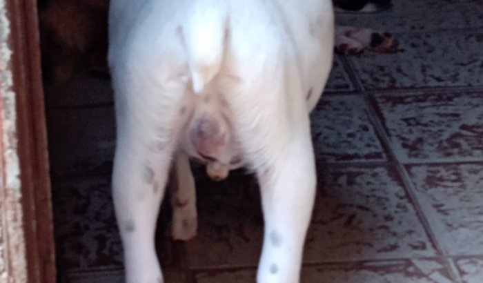 Ajude o bento ele tá com barriga da água fígado não funciona direito