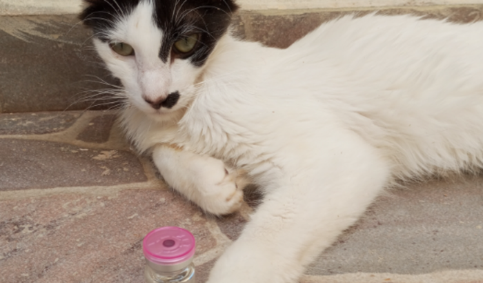 Salvem o Bill e a Filó da PIF neurológica.