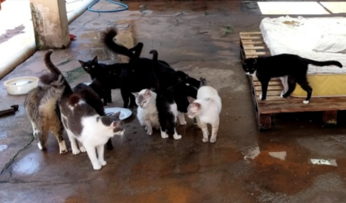 Ajude o Santuário Felino Focinhos Gelados