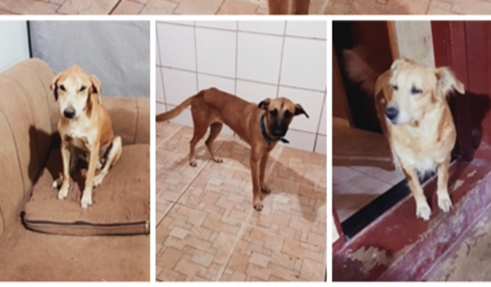 Ajuda para comprar um saco de ração para meus cachorros