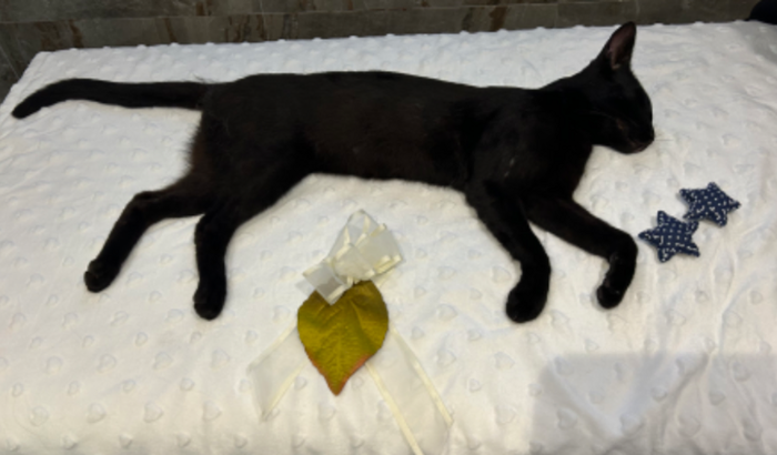 AJUDE NO VELÓRIO DO JIJI 🖤