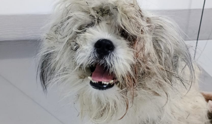 Ajuda com o resgate da cachorrinha (Nina)
