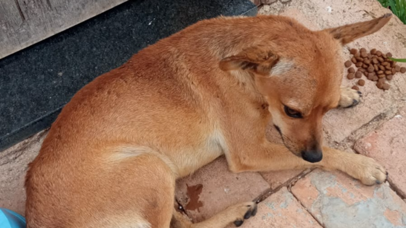 imagem da vaquinha UM PEDIDO DE AJUDA