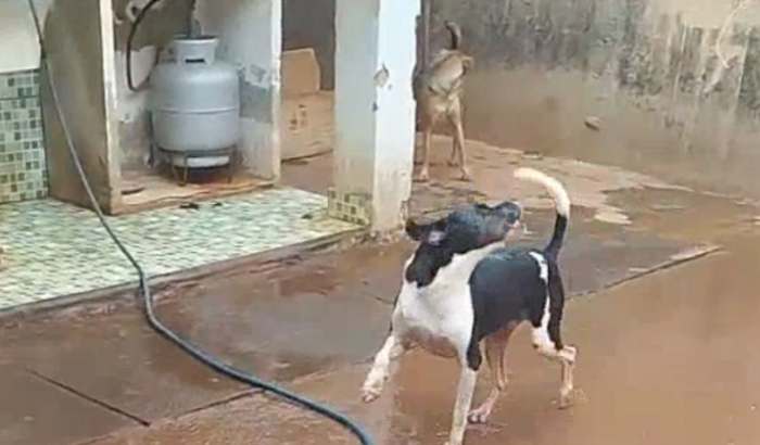 Protetor dos animais
