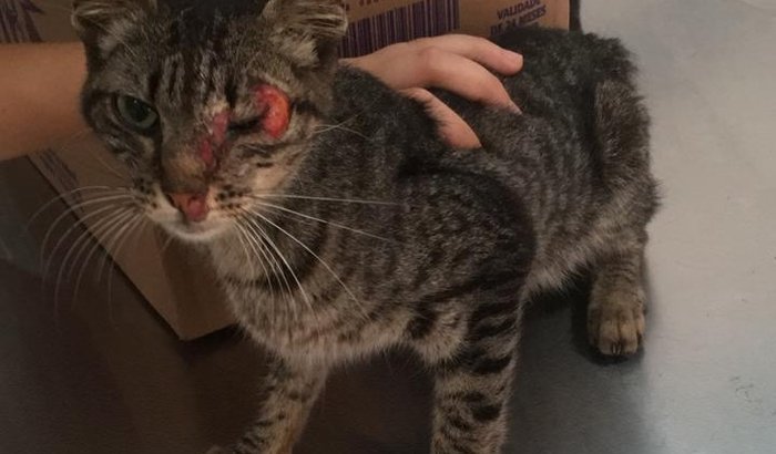 Ajude essa gatinha com esporotricose porfavor!!