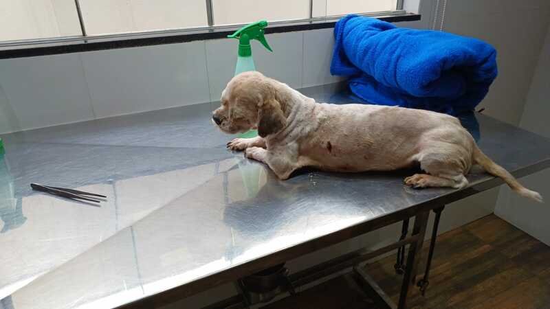Cachorro atropelado 