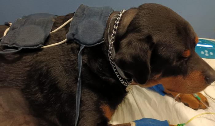 Ajuda para salvar o Bob Sauro 🐶