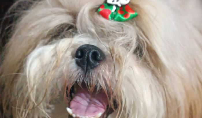 Ajuda no tratamento do Jorge