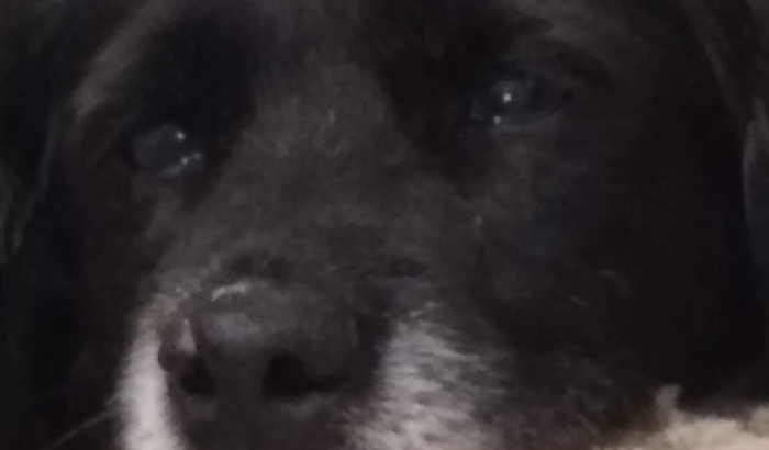 Ajude a salvar a Nikita