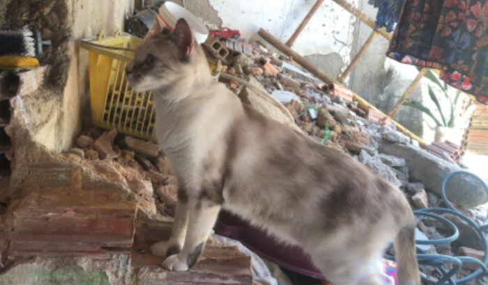 AJUDE MINHAS GATINHAS A COMER:(