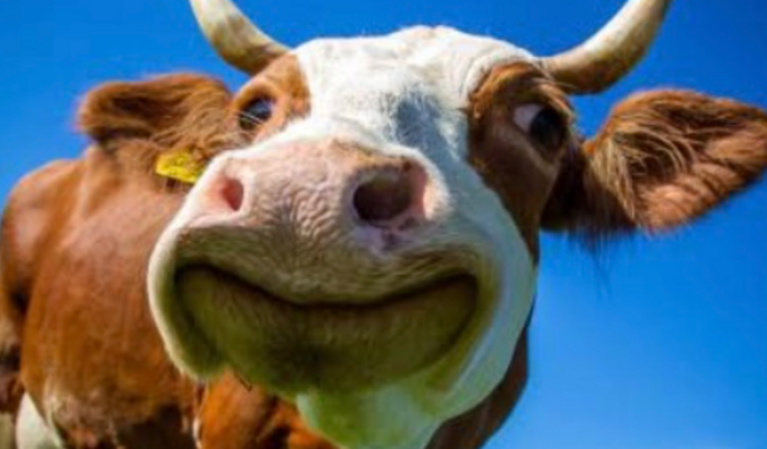 Vaquinha da casa nova💛🐮
