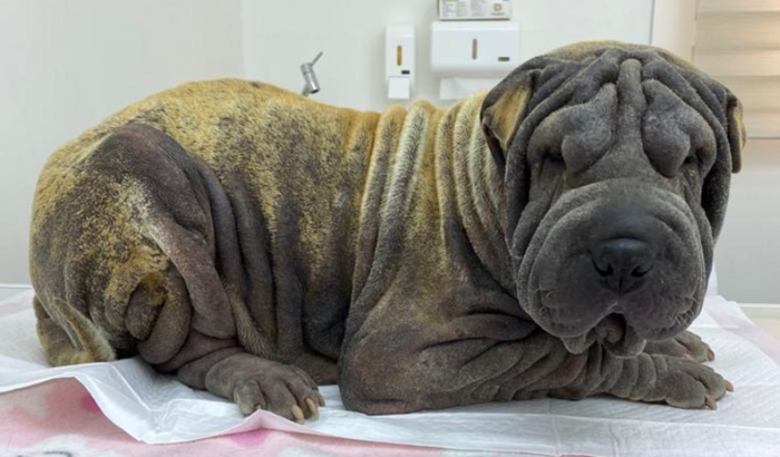 Ajude o Instituto a continuar salvando vidas