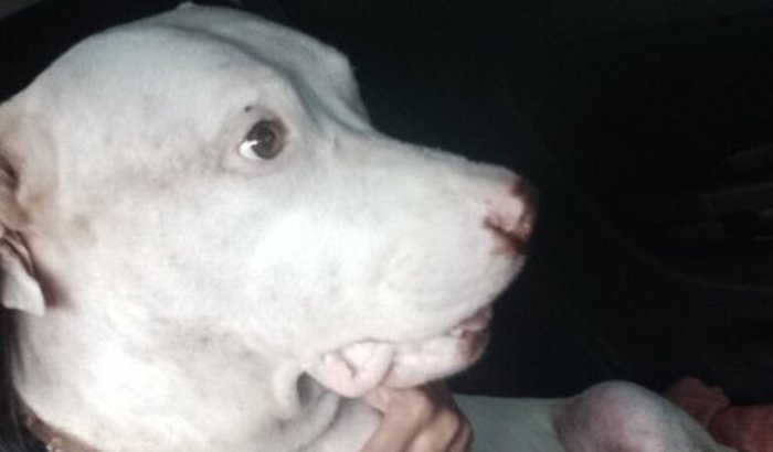 Atenção!! Ajude na cirurgia do Sheik🙏