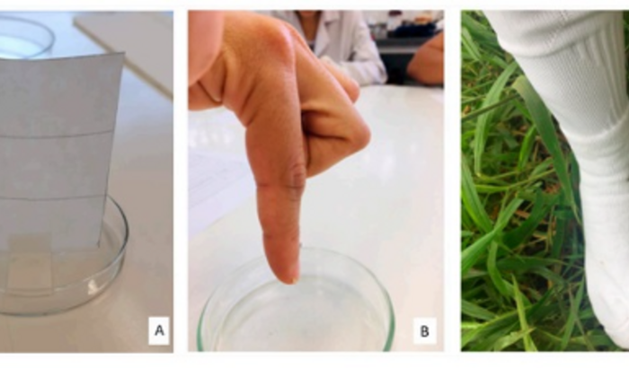 Auxílio Publicação Artigo Revista Internacional - Febre Maculosa