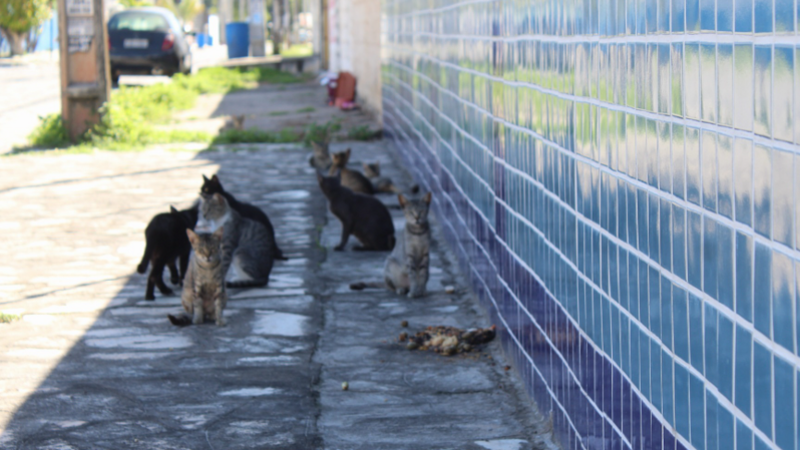 imagem da vaquinha CONSTRUÇÃO DO SANTUÁRIO SALVE ANJOS DE RUA 