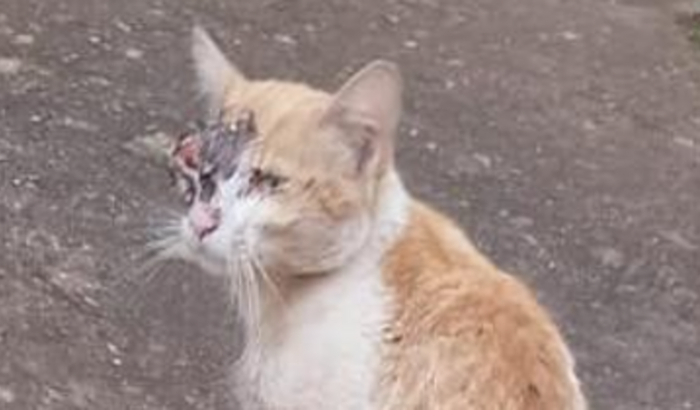 Tratamento para Miuxa