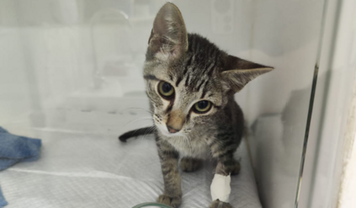 🐾 Um Miau de Esperança do Simba 🐾