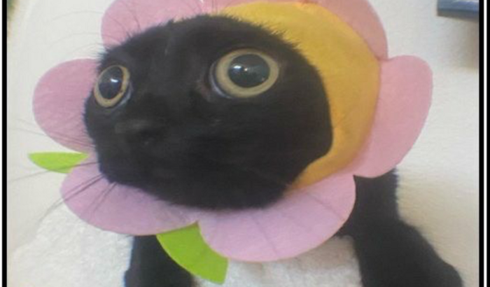 Ajudar o Lequinho a fz musicas (arte)