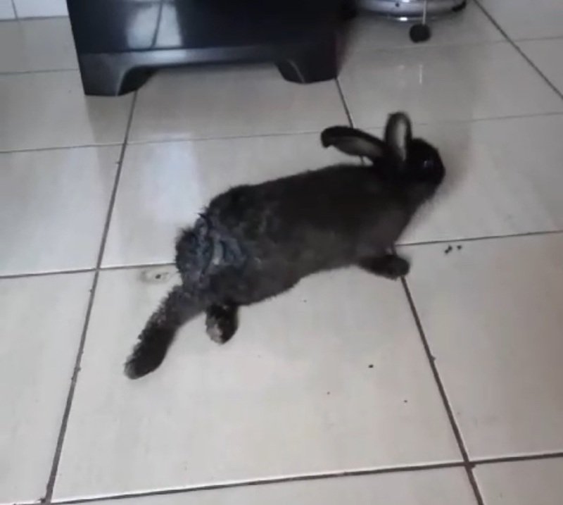 imagem da vaquinha ❗️❗️PRECISAMOS AJUDAR O COELHINHO ATROPELADO❗️❗️❗️