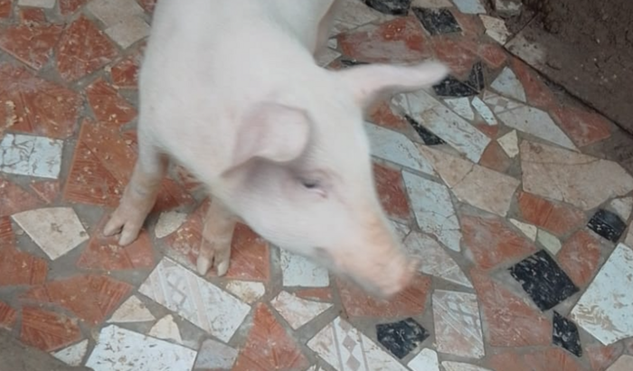 Suzi precisa de nós!