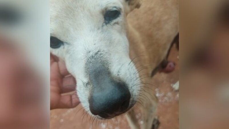 Cachorrinho com caroço 