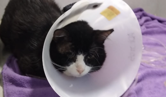 Ajude salvar a vida do Frajola