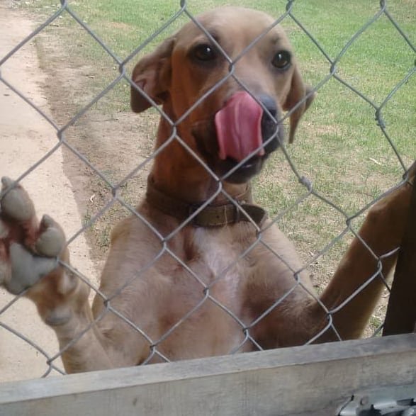 Hotelzinho Scobby- Janeiro