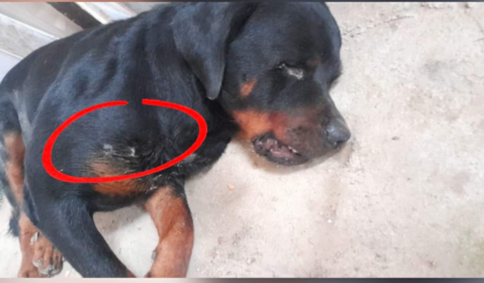 Ajuda para cão BALEADO em Palhoça