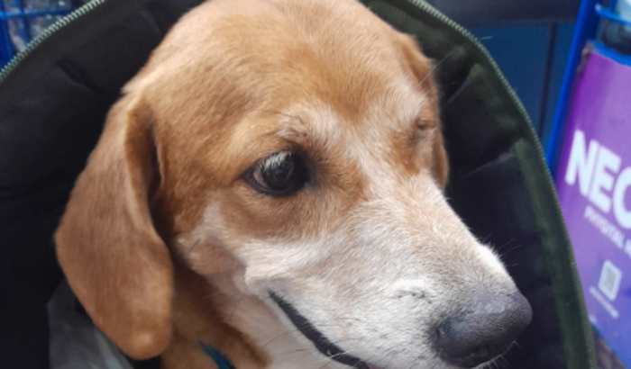 AJUDE O PITOCO VOLTAR A ANDAR