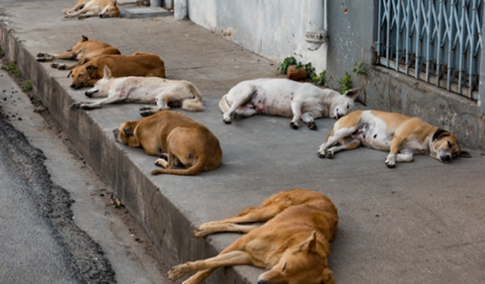 Ajudar nos mantimentos e tratamentos adequados pra cachorros de rua