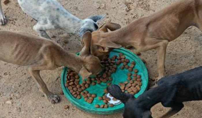 Cachorros São Cristóvão