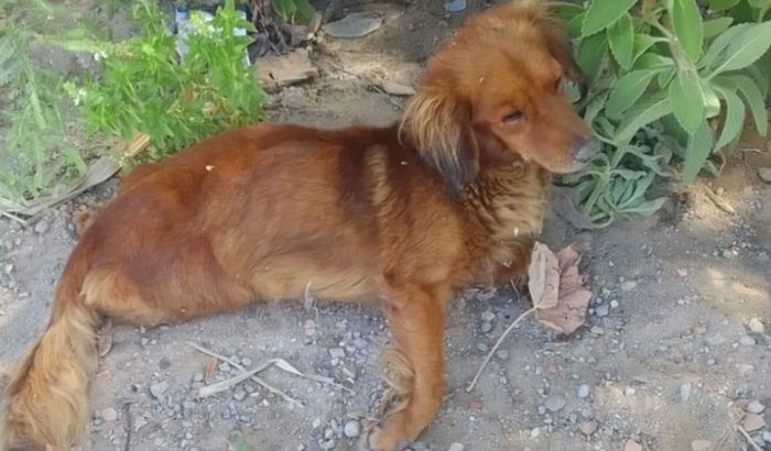 Ajudar a recuperação do Doguinho Rabito