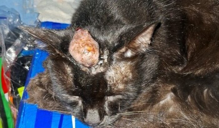 Ajude o Batman a vencer o câncer