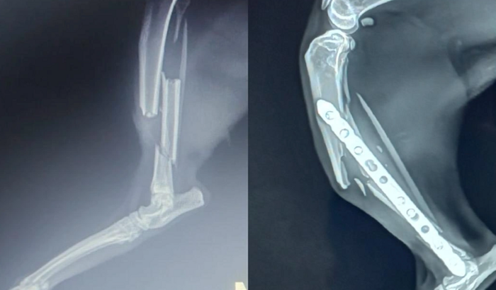 SALVE A PATINHA DA LUA